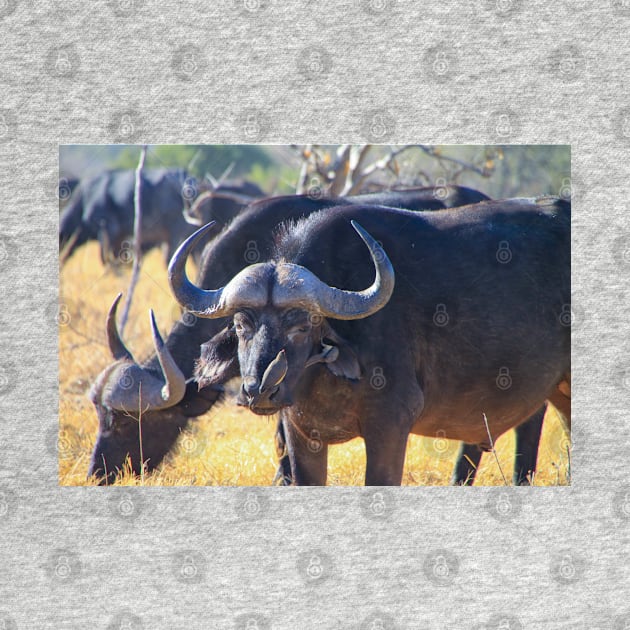 African Cape Buffalo with Two Oxpeckers on His Face by SafariByMarisa